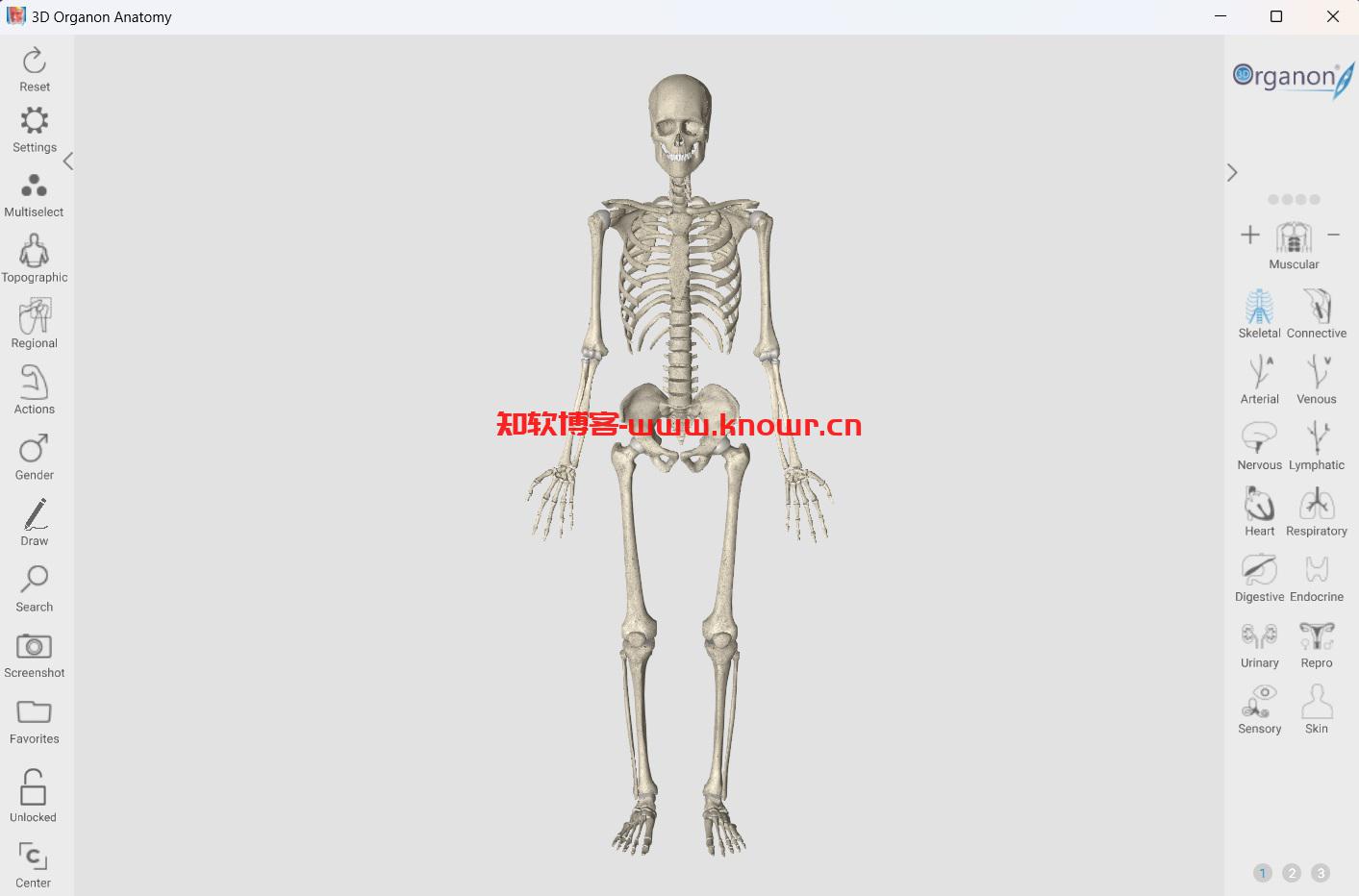 3D Organon Anatomy.jpg