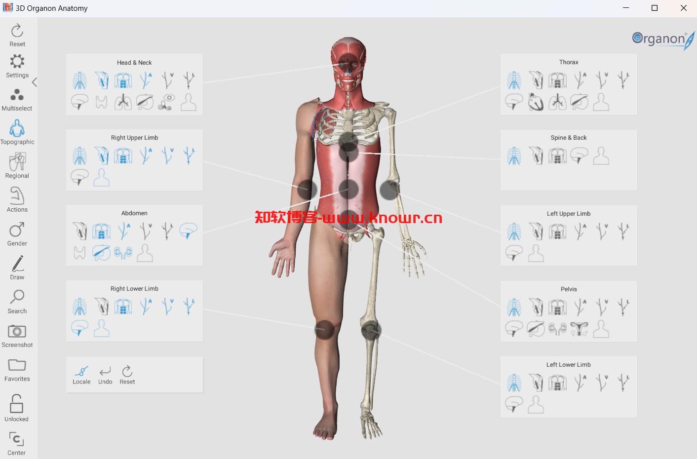 3D Organon Anatomy 3.jpg